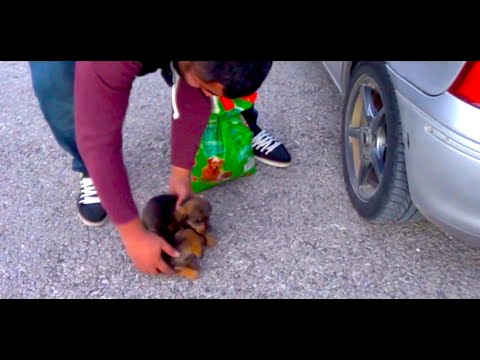 love animals rescuing two homeless puppies - do not leave our little brothers
